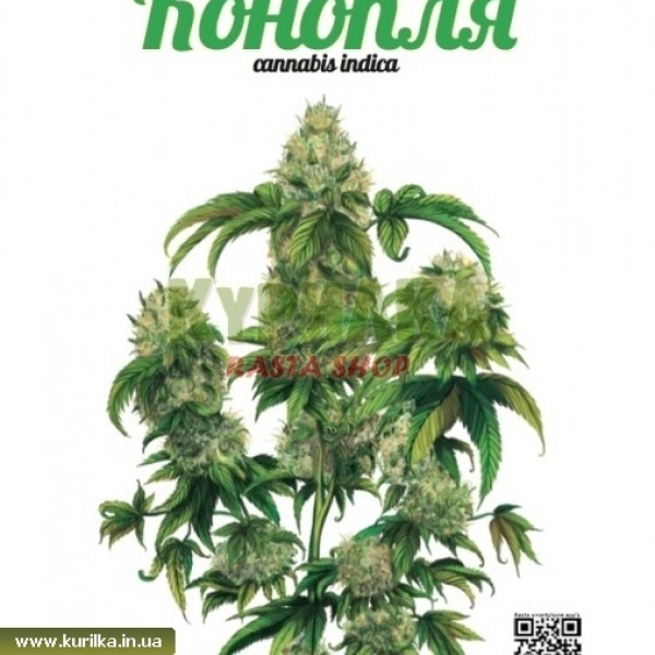 Постер "Cannabis indica" Weedy Publishing